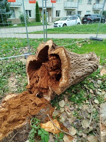 Prekrásne práchnivý kmeň