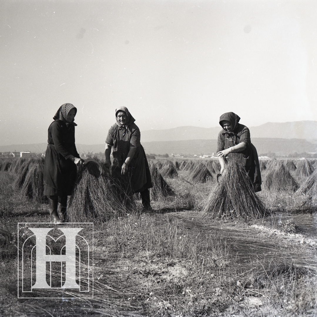 Viazanie a sušenie ľanu v Koši