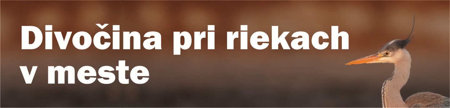 Divočina pri riekach v meste