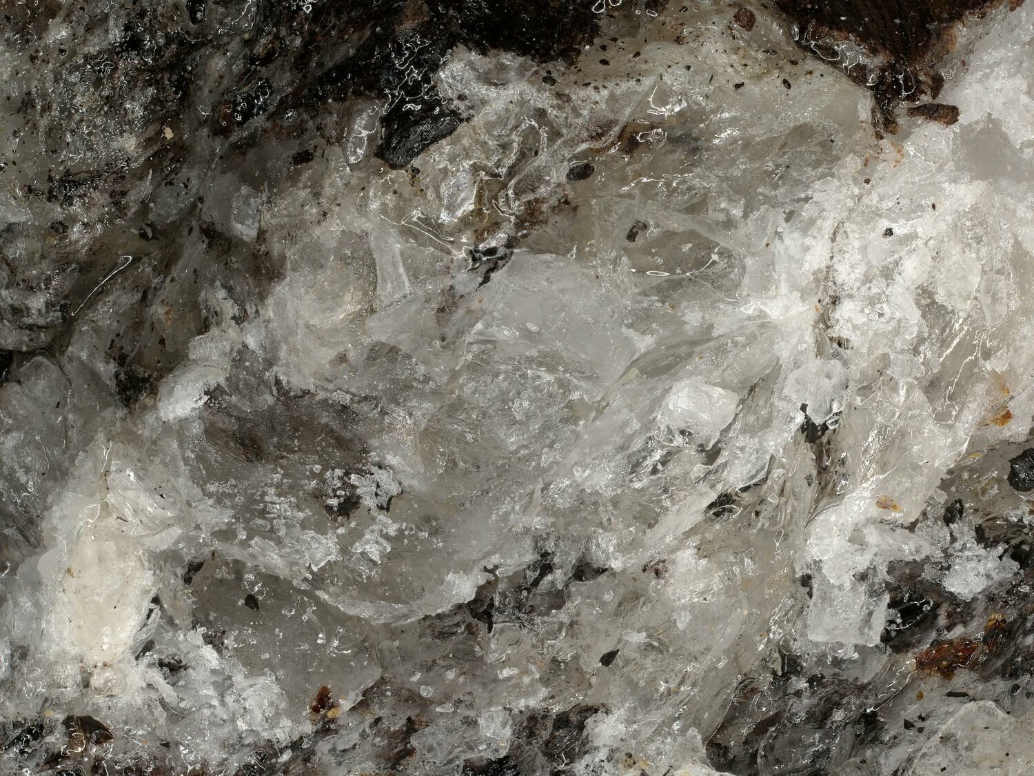 Branchit