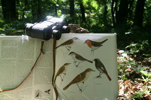 Medzinárodný deň vtáctva, alebo, Ako sa ospravedlniť zo šibačky a stať sa "birdwatcherom"