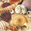 Záhadný svet mušlí