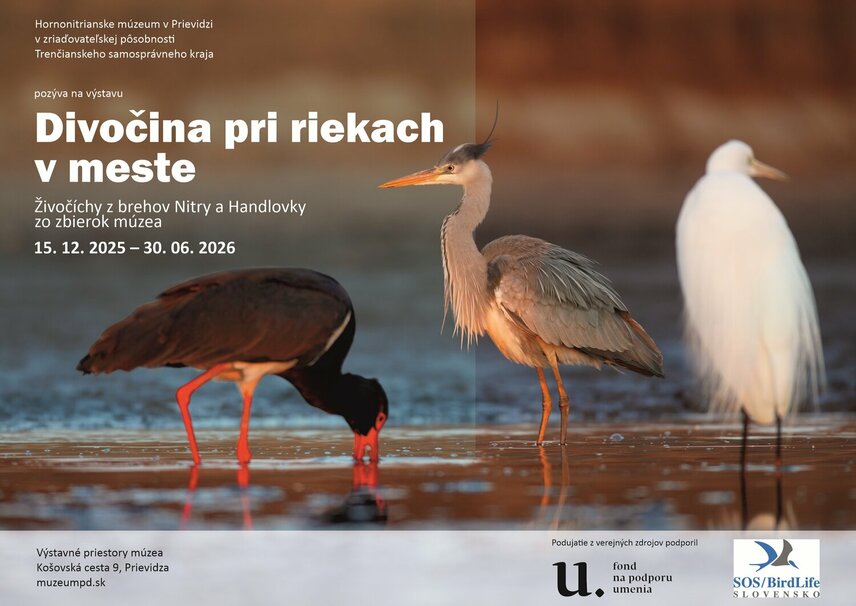 Divočina pri riekach v meste