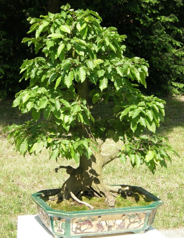 Bonsai 2010